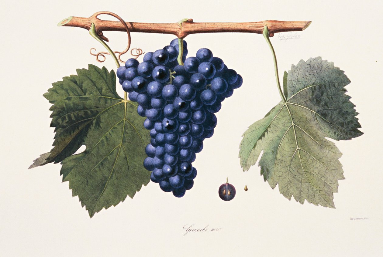 Ampelografia, Uva Grenache Cotes du Rhone da French School