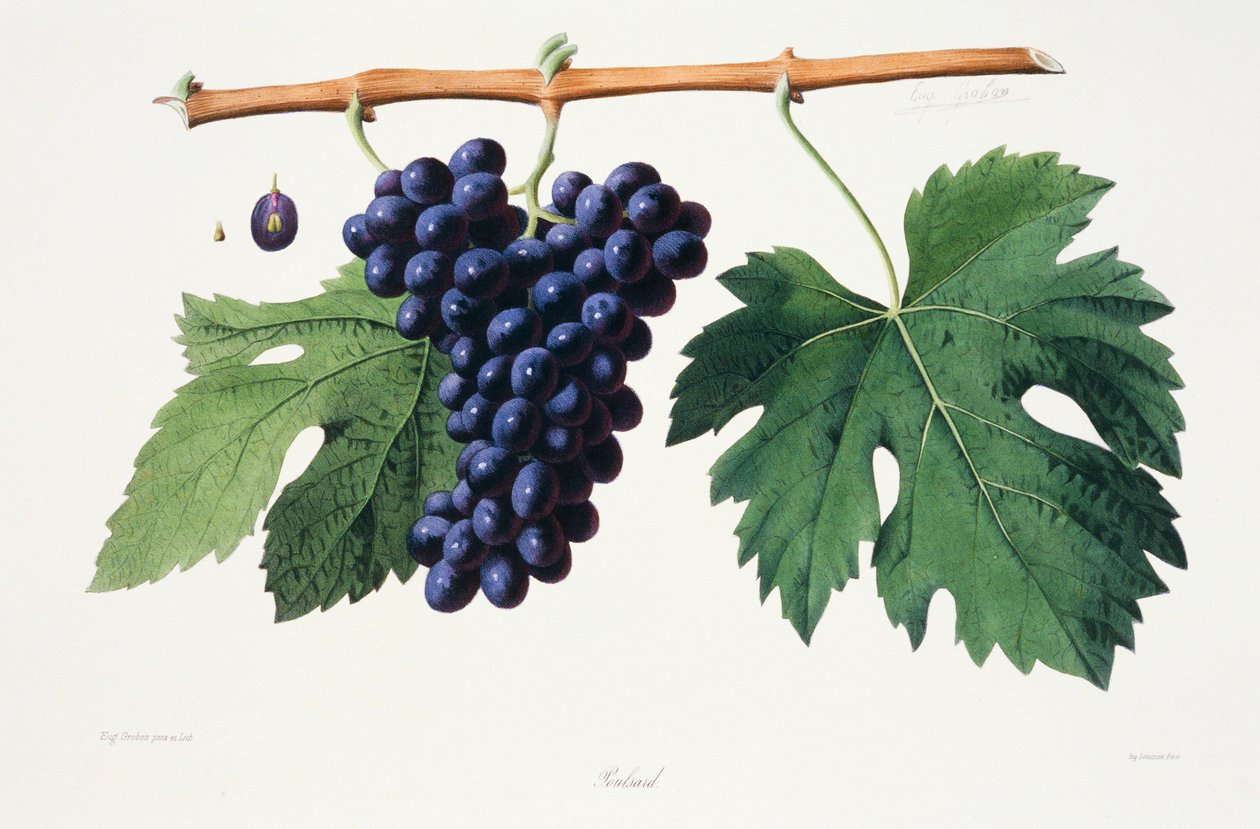 Ampelografia, Uva Poulsard Jura da French School
