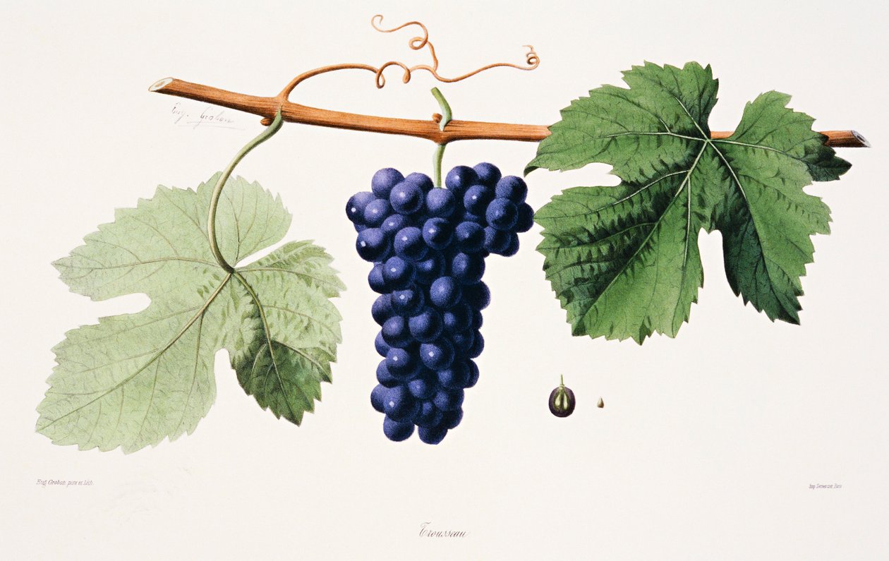 Ampelografia, Trousseau d