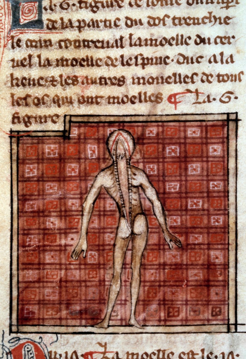 Figura anatomica: pelle, schiena aperta, che mostra il cervello e il midollo spinale. Miniatura dal manoscritto 