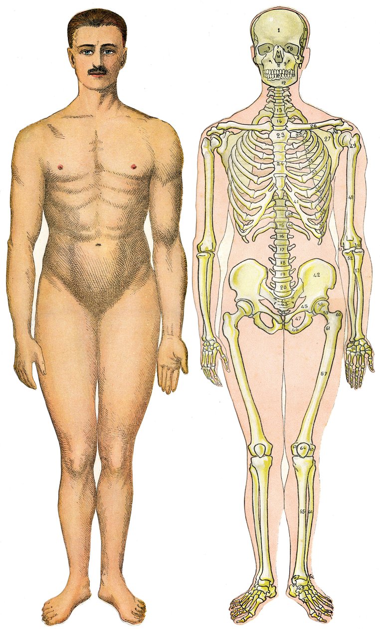 Foglio anatomico pieghevole della Nuova Enciclopedia Pratica di Medicina e Igiene, del Dr. Rehm, Libreria Aristide Quillet 1922 - corpo umano faccia - uomo nudo senza sesso apparente (gomma sessuale) accanto al suo scheletro da French School