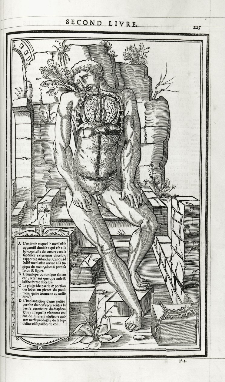 Illustrazione anatomica, 1546 da French School