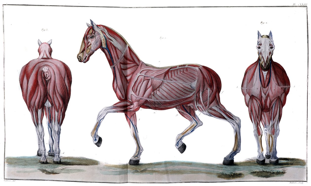 Anatomia del cavallo: pelle, faccia e profilo - “Corso di Ippiatria, trattato completo di medicina del cavallo” di P. E Lafosse da French School