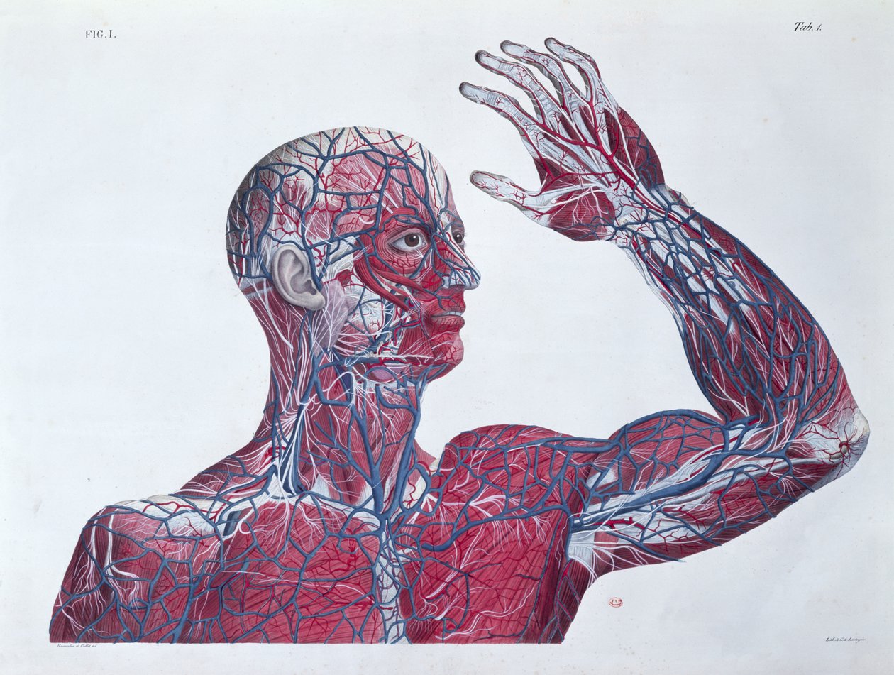 Anatomia della testa e del braccio umano, da un libro di anatomia di Francesco Antommarchi (1789-1838) inciso da Mascagni, c.1820 da French School