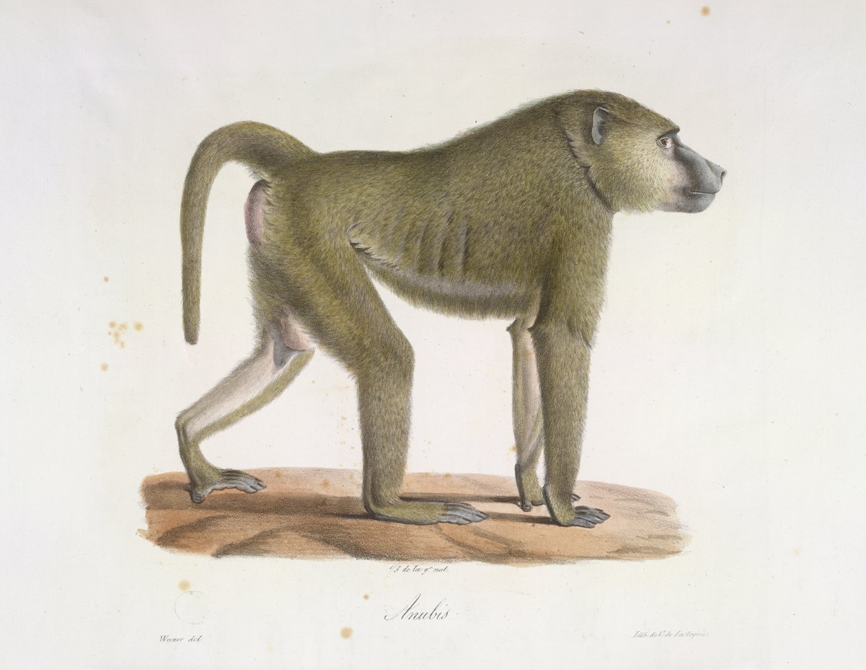 Anubi. Un babbuino, da Histoire Naturelle des Mammifères (litografia a colori) da French School