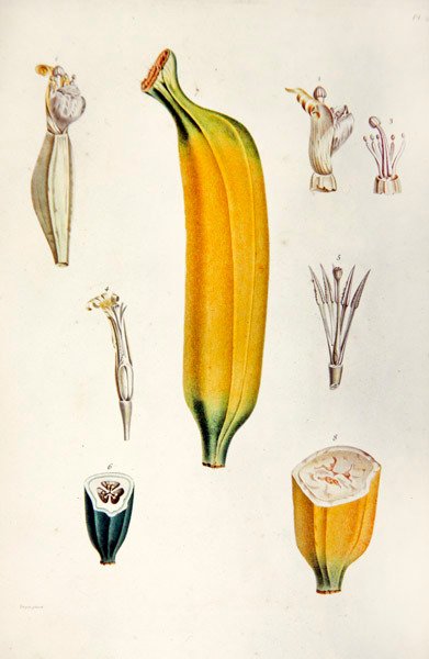 Banana, da 