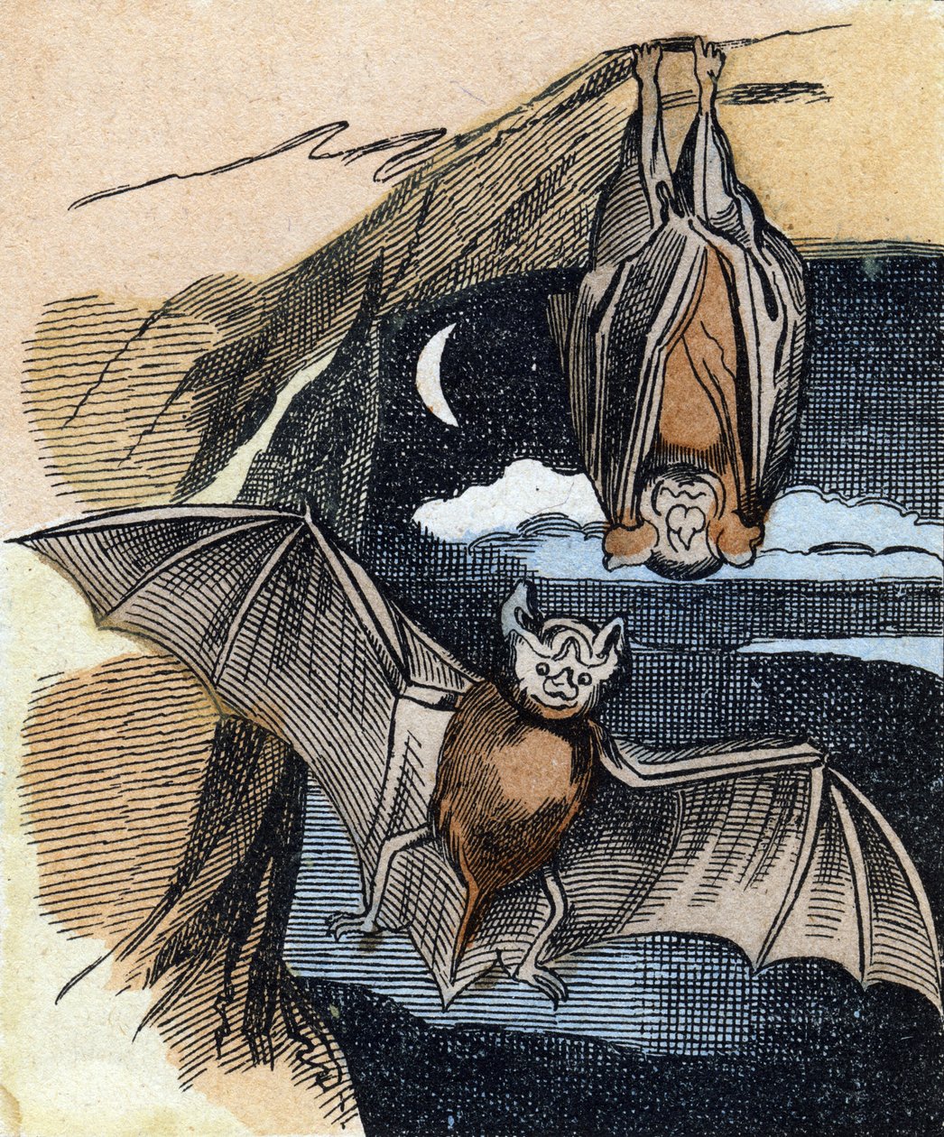 Pipistrello da French School