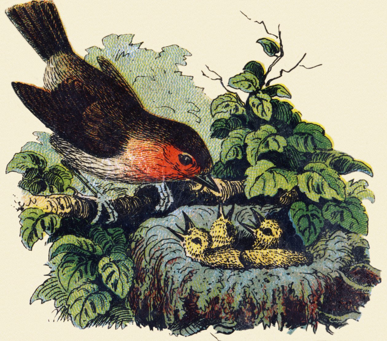 Uccello e pulcini in un nido. Incisione in "ABC indechirable su tela verniciata". A. Capendu, editore, Parigi, fine XIX secolo. Libreria per bambini illustrata. 8 pagine. Dim: 21,5x18cm da French School