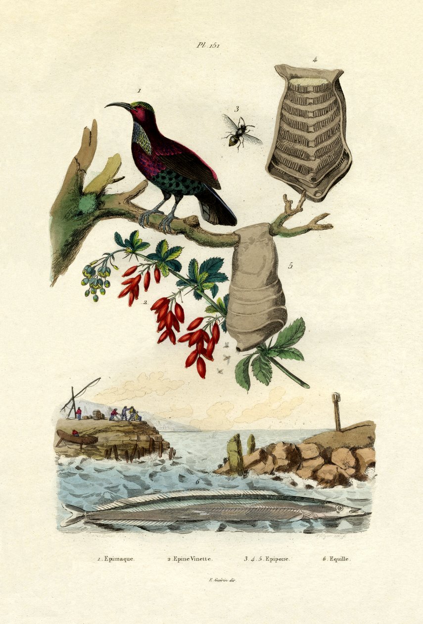 Uccello del paradiso da French School