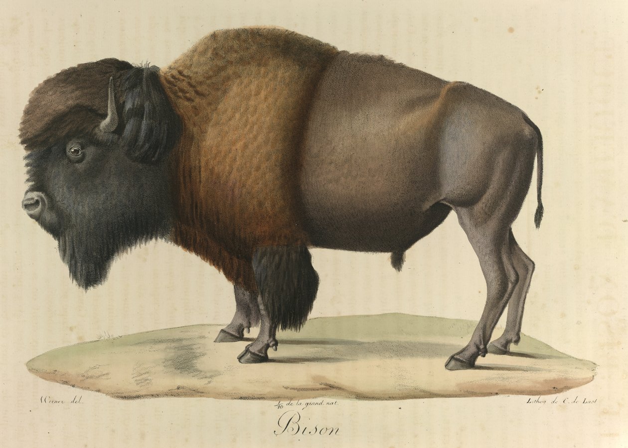 Bisonte, da 