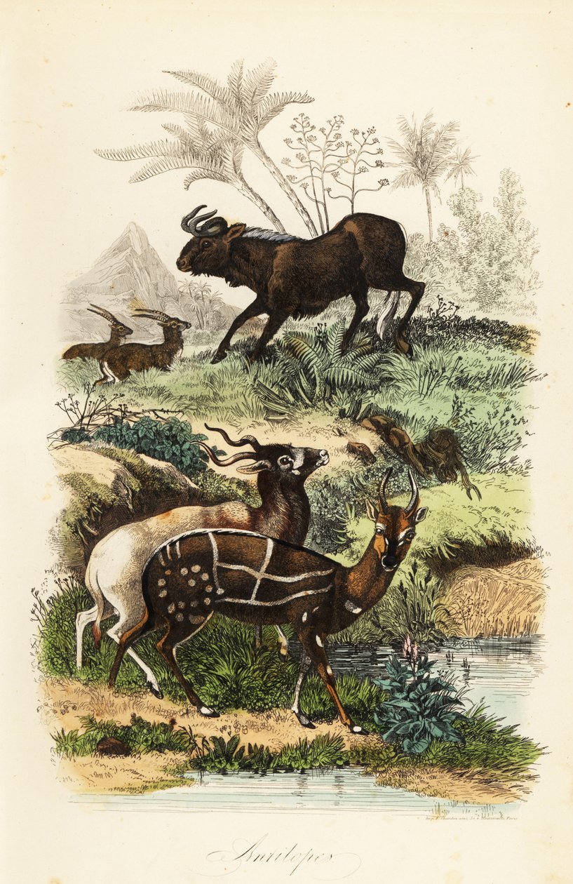 Gnu nero, Connochaetes gnou, addax o antilope dalle corna a vite, Addax nasomaculatus, e tragelafo striato, Tragelaphus scriptus da French School