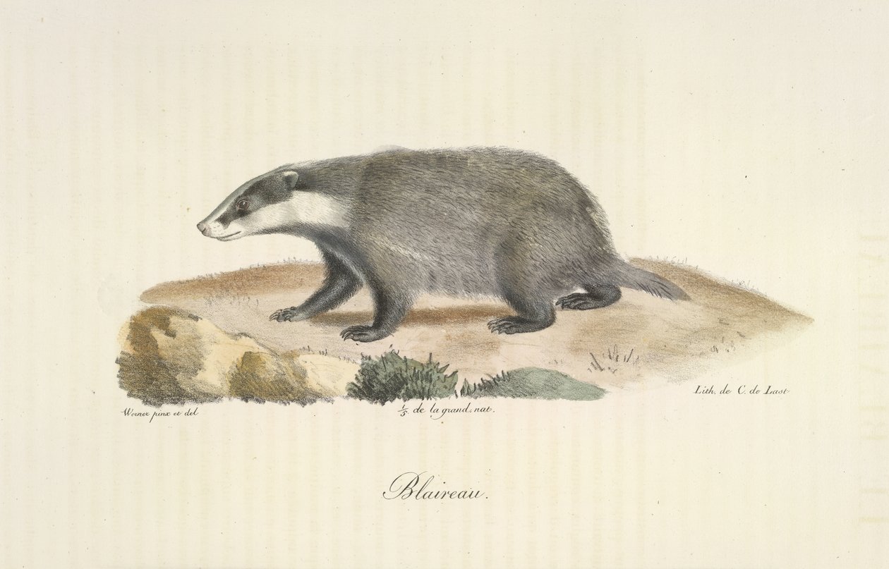 Blaireau, Tasso, da Histoire Naturelle des Mammifères (litografia a colori) da French School