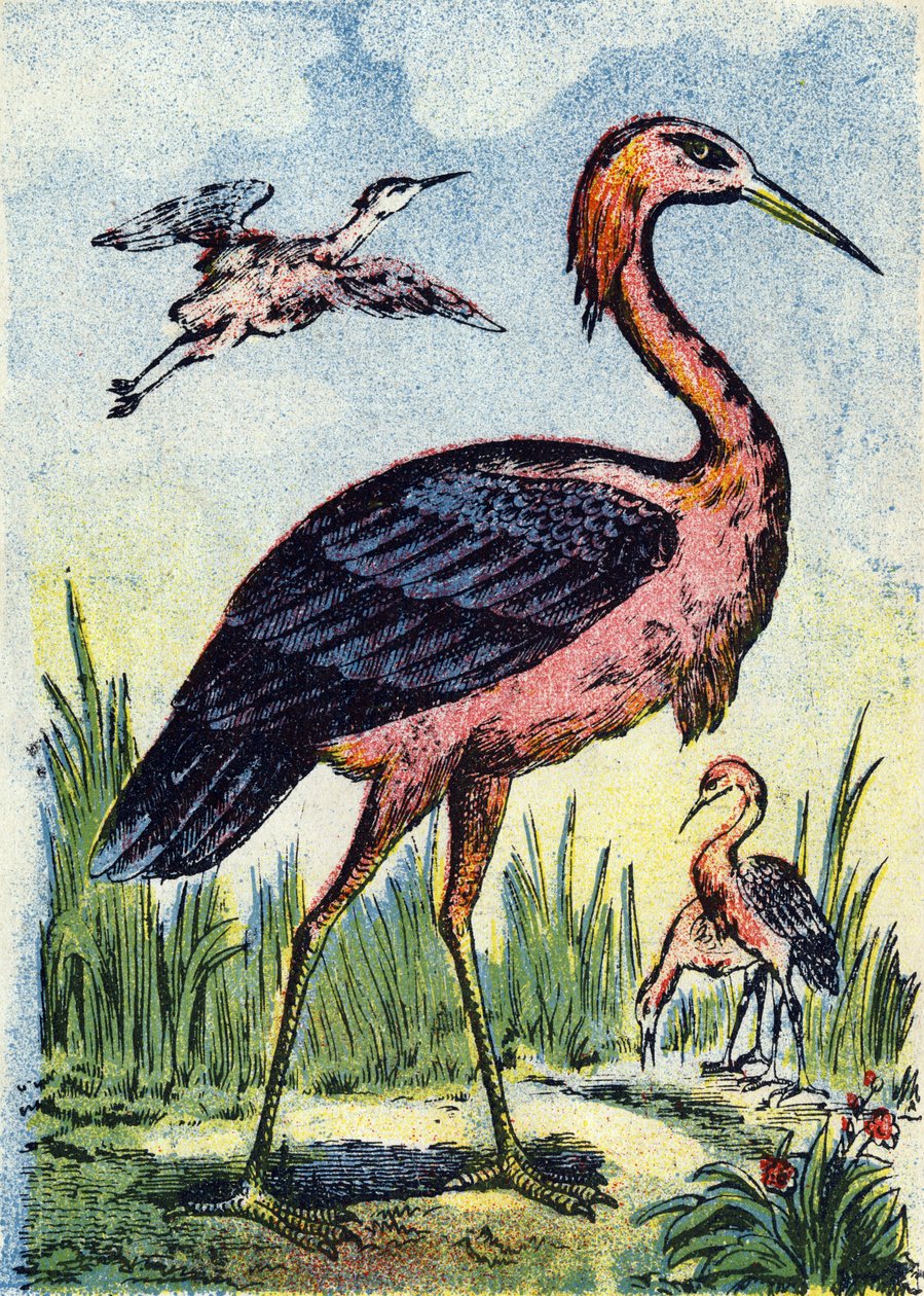 Airone azzurro: aquila che si nutre di vermi e rettili. Vive negli Stati Uniti e nei Caraibi. Incisione in "Alphabet des oiseaux". Immagini di Pont-a-Mousson, Marcel e/o Louis Vagne, Stampatore-Editore, fine XIX secolo. 16 pagine. Dim: 20,5 x 14 cm da French School