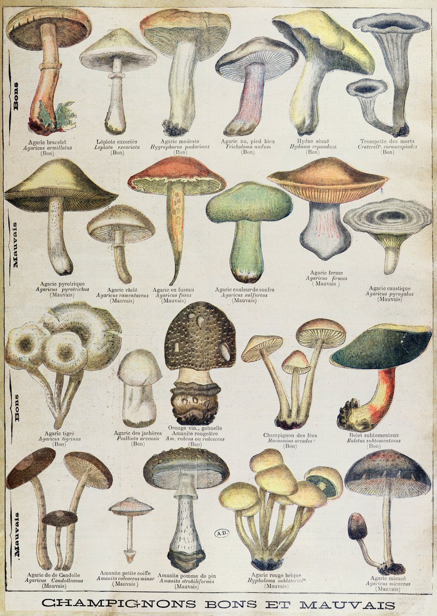 Tavola botanica che raffigura 