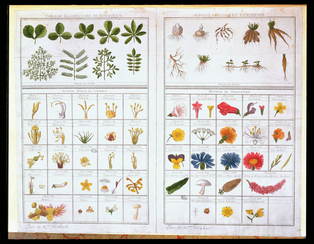 Tavola botanica dopo Carl von Linne (1707-78) e Joseph Pitton de Tournefort (1656-1708), fine XVIII secolo da French School
