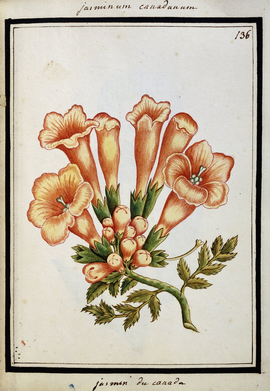 Gelsomino canadese, c.1700 da French School