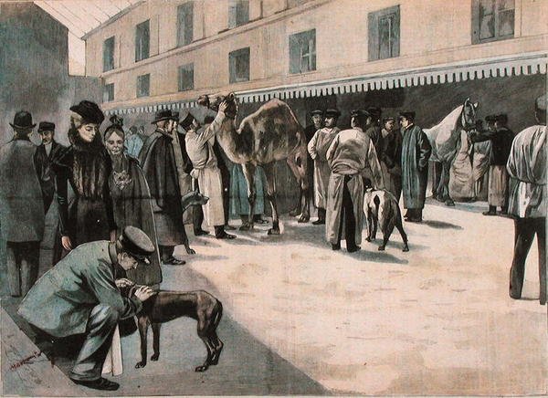Cura di un cammello alla Ecole Nationale Veterinaire d