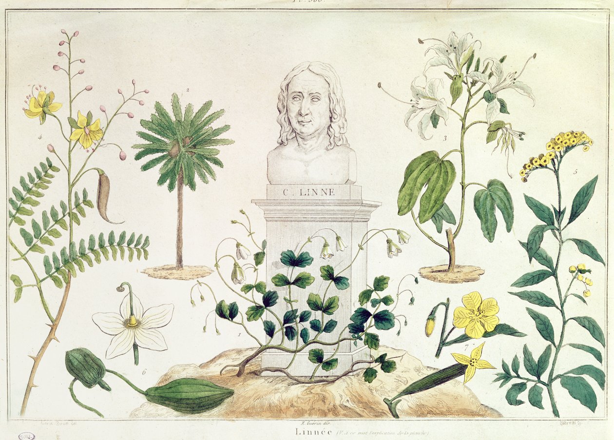 Carolus Linnaeus (1707-78) circondato da alcune delle piante che ha classificato (incisione a colori) da French School