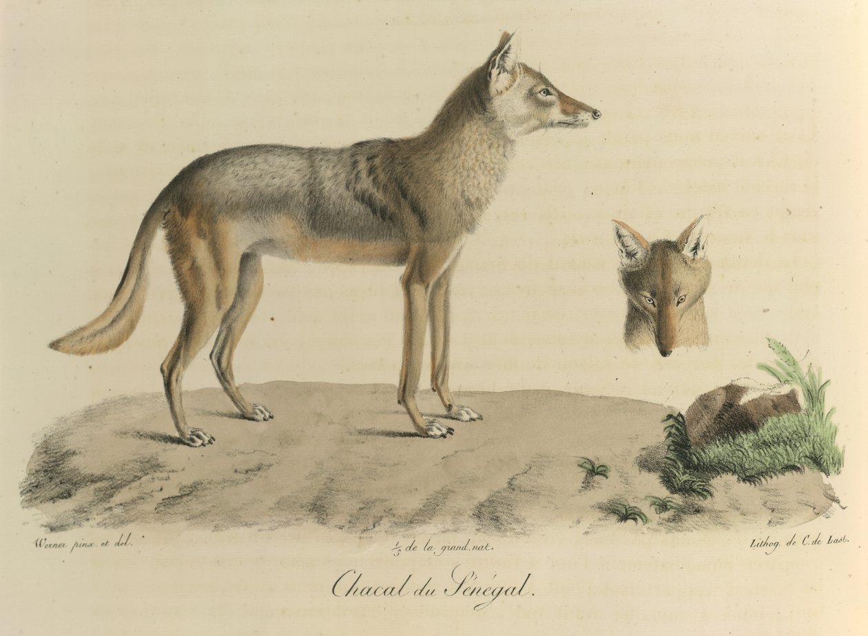 Chacal du Sénégal, uno sciacallo del Senegal, da Histoire Naturelle des Mammifères da French School