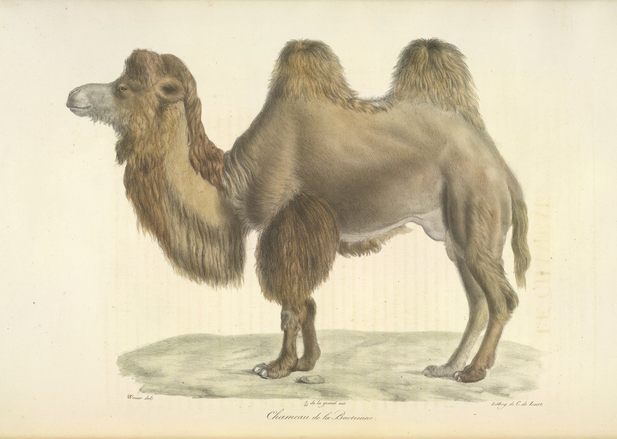 Cammello della Battriana, da 