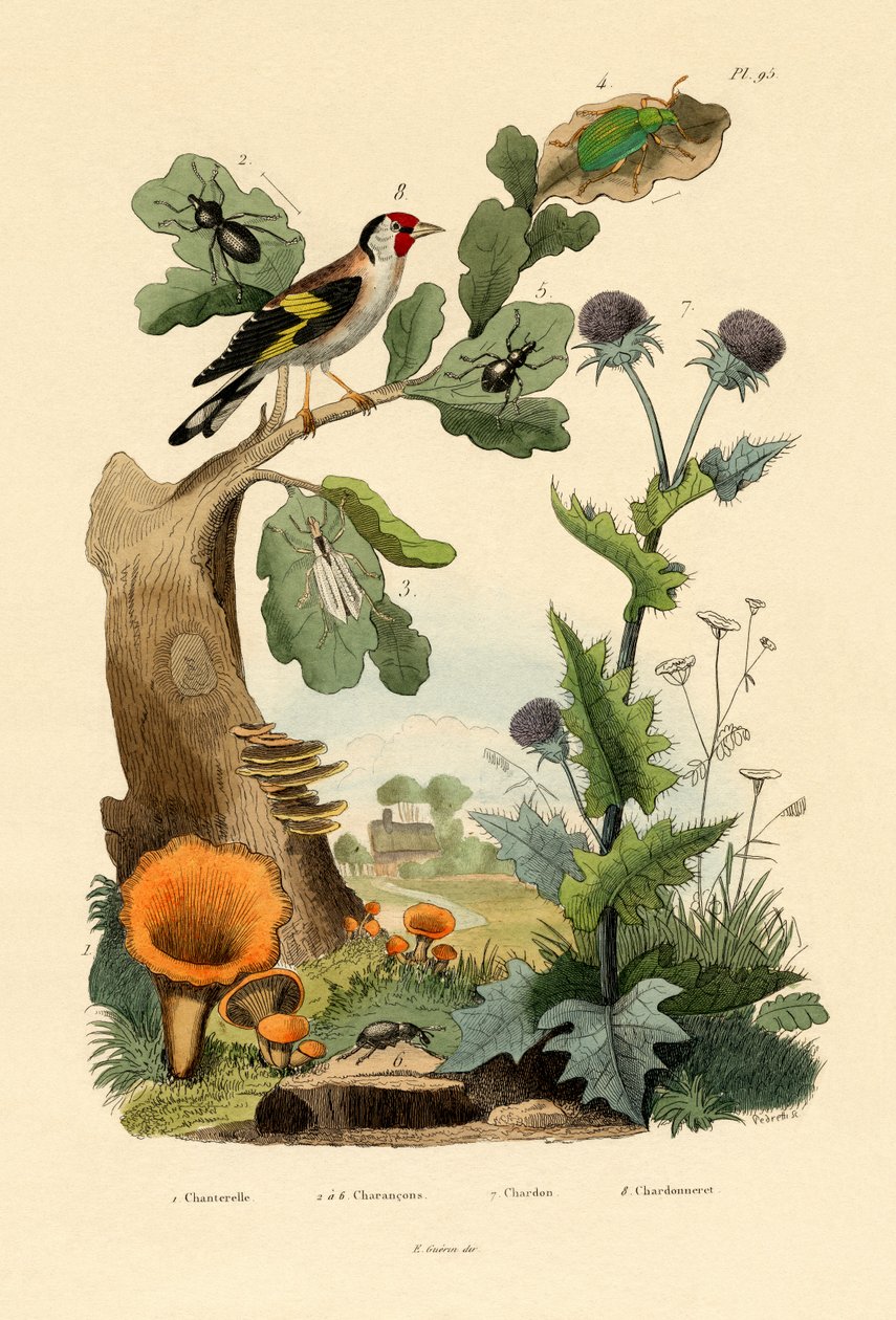 Gallinaccio da French School