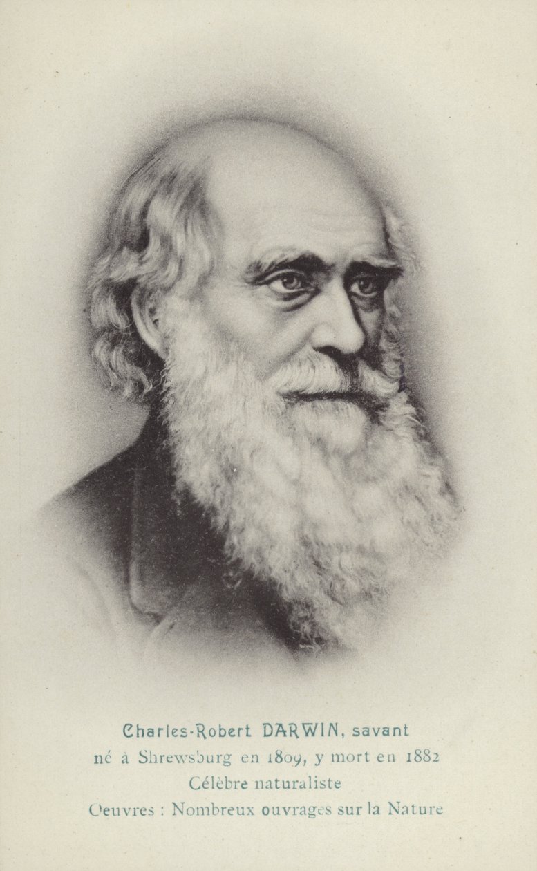 Charles Darwin (1809-1882), naturalista inglese (litografia) da French School