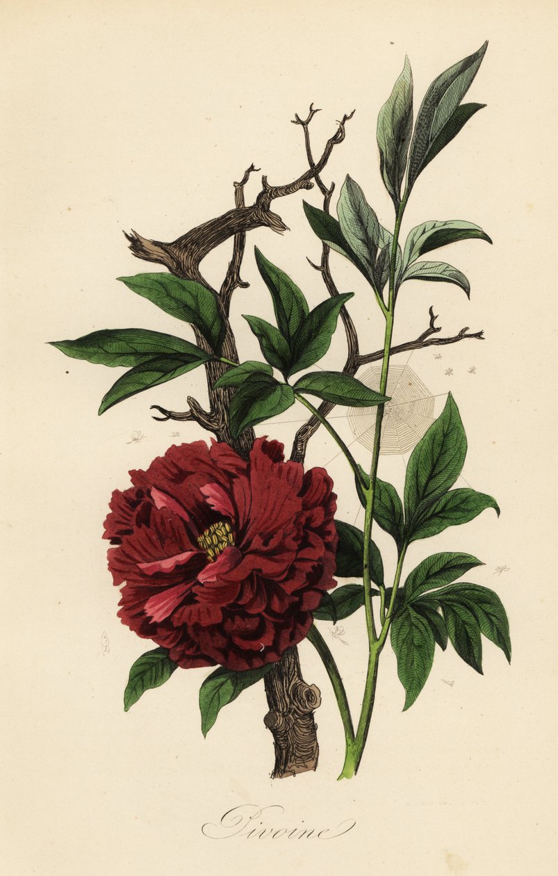 Peonia comune, Paeonia officinalis, con ragnatela da French School