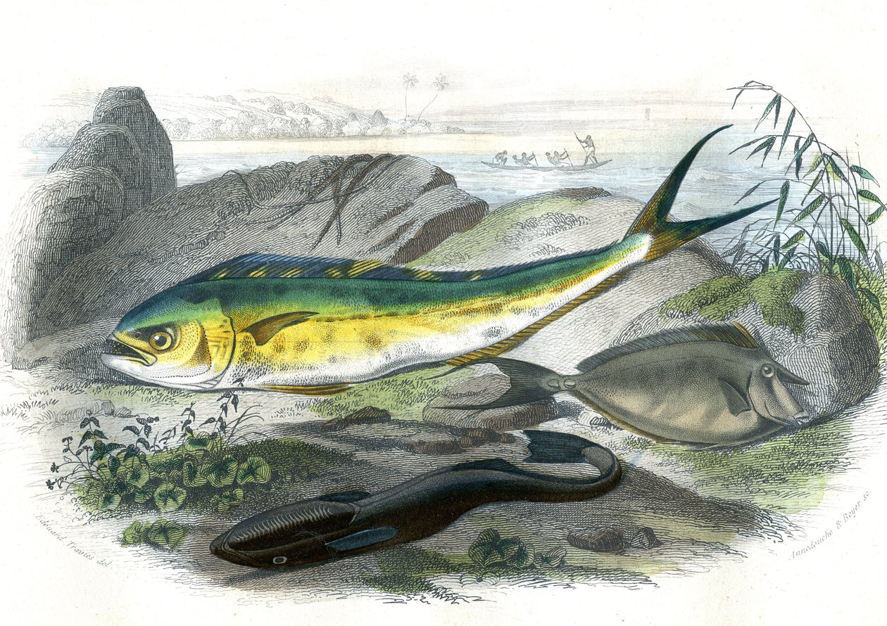 Coryphene Hippurus (coryphene, pesce camaleonte) - In basso: echeneis remora e il nason licornet - Tavola estratta da Storia Naturale di Bernard Germain de Lacepede, edizione P.Furme, Parigi da French School