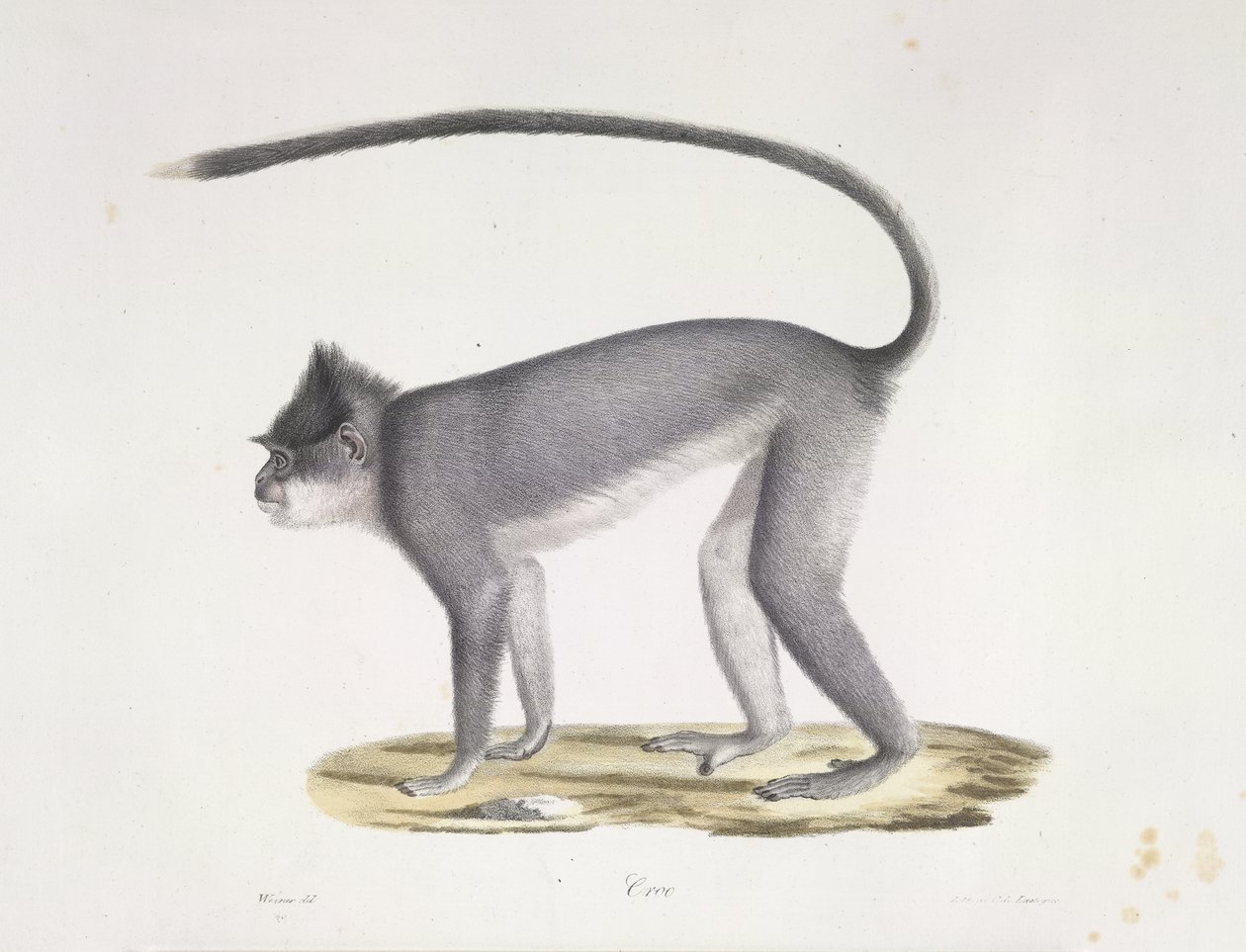 Croo. Una scimmia, da Histoire Naturelle des Mammifères (litografia a colori) da French School