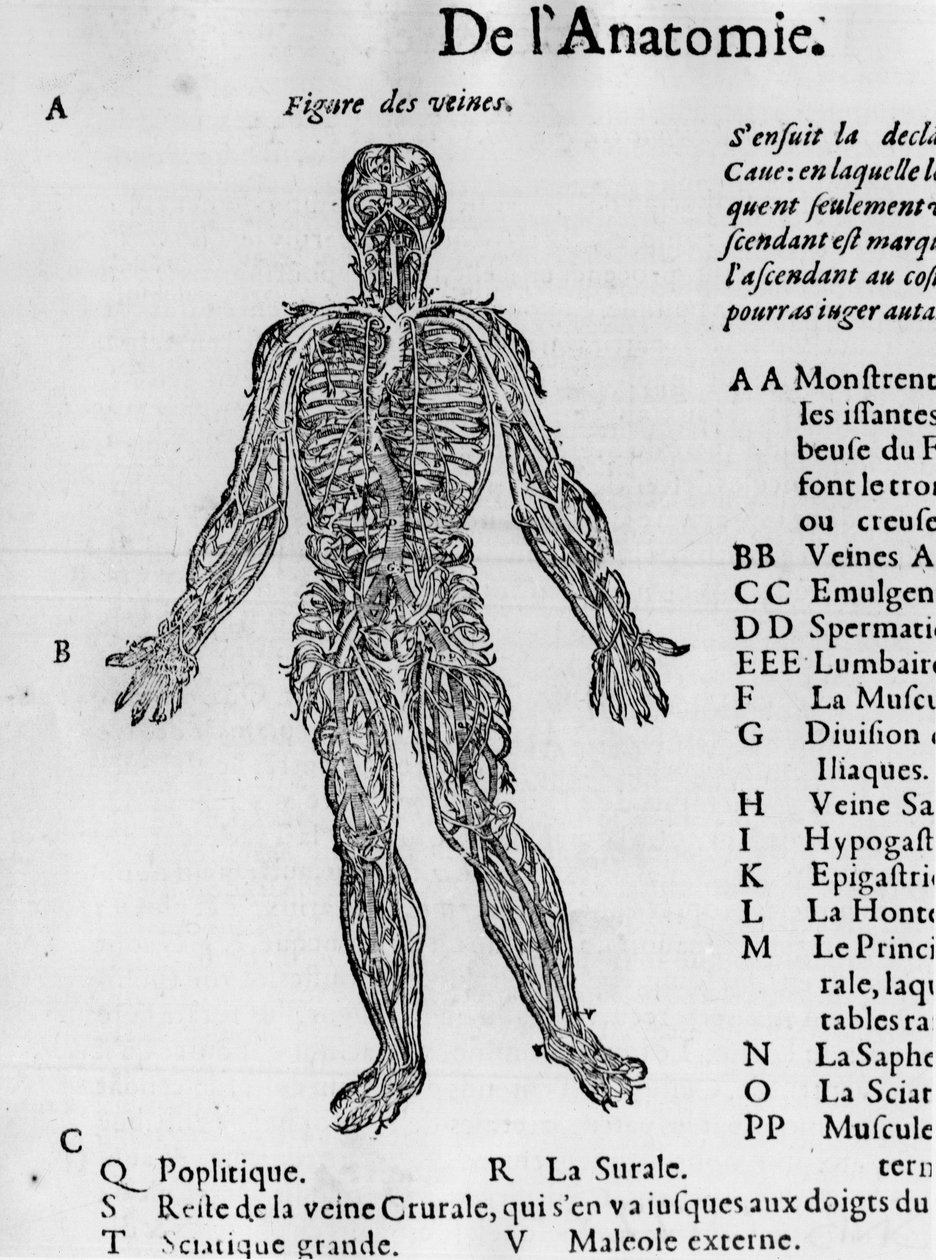 Taglio del corpo umano: il sistema sanguigno, vene. -in Traité Médical di Ambroise Paré, circa 1560 da French School