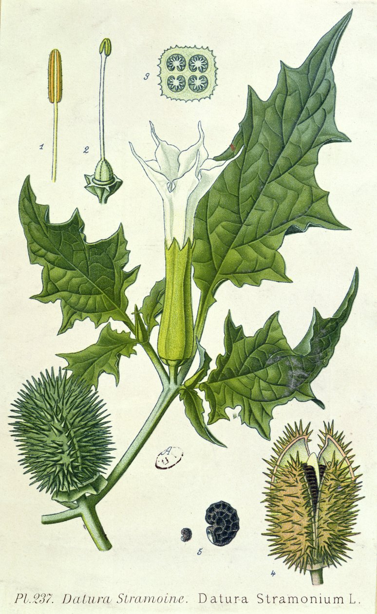Datura stramonium, tavola botanica da French School