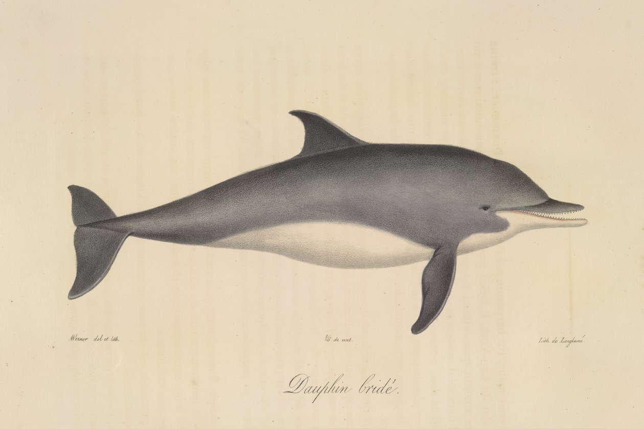 Delfino bridato, da Histoire Naturelle des Mammifères (litografia a colori) da French School