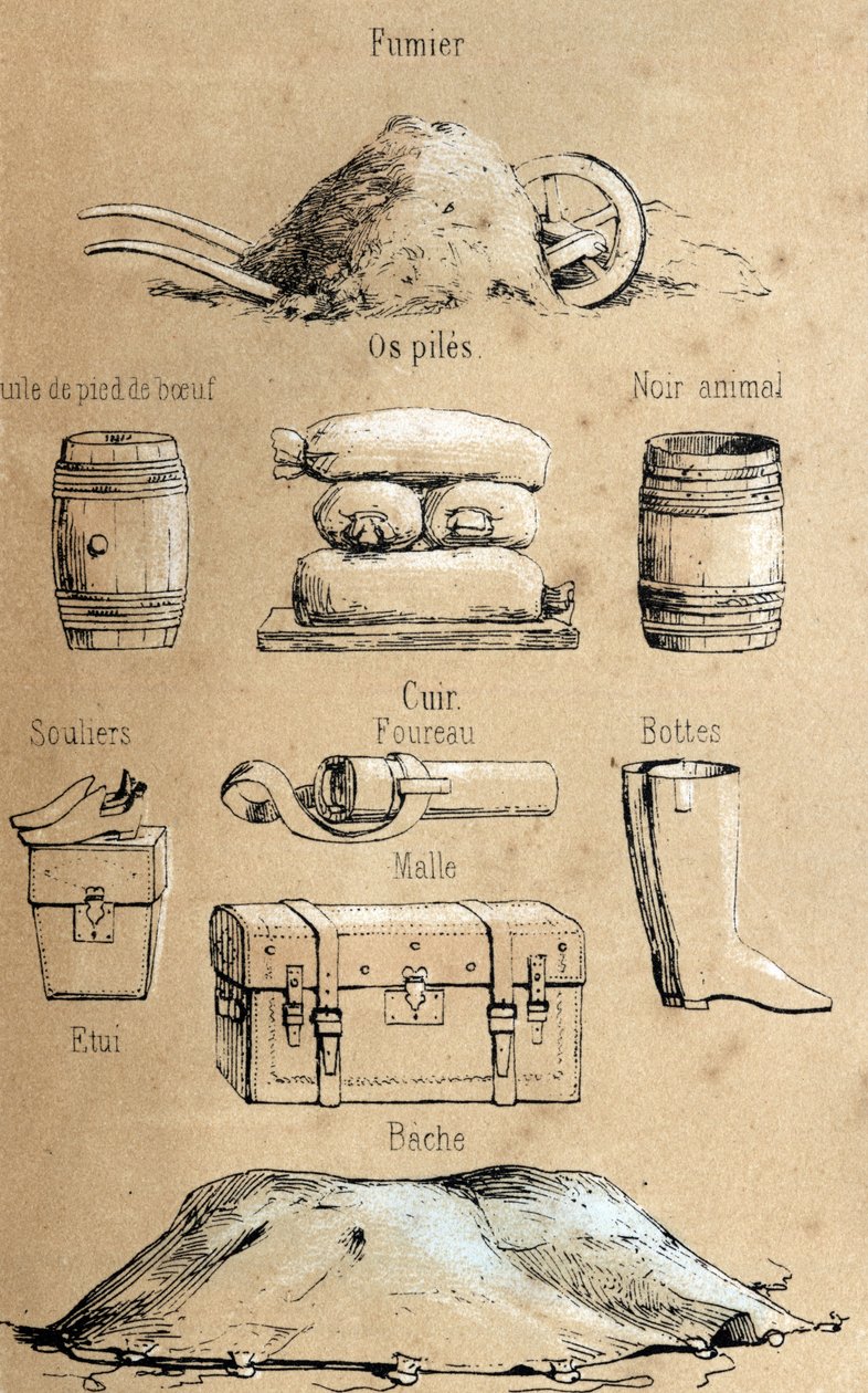 Descrizione dei vari prodotti e usi della mucca: tutti i tipi di oggetti fatti dalla mucca (olio di piede di bue, oggetti in pelle, letame). Tavola "La coache et ses produits" in "les Récréations instructives" Sinottico dipinto di Jules DELBRUCK, incisione da French School