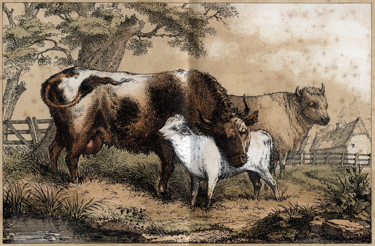Descrizione dei vari prodotti e usi della mucca: mucca, vitello in un prato. Tavola 