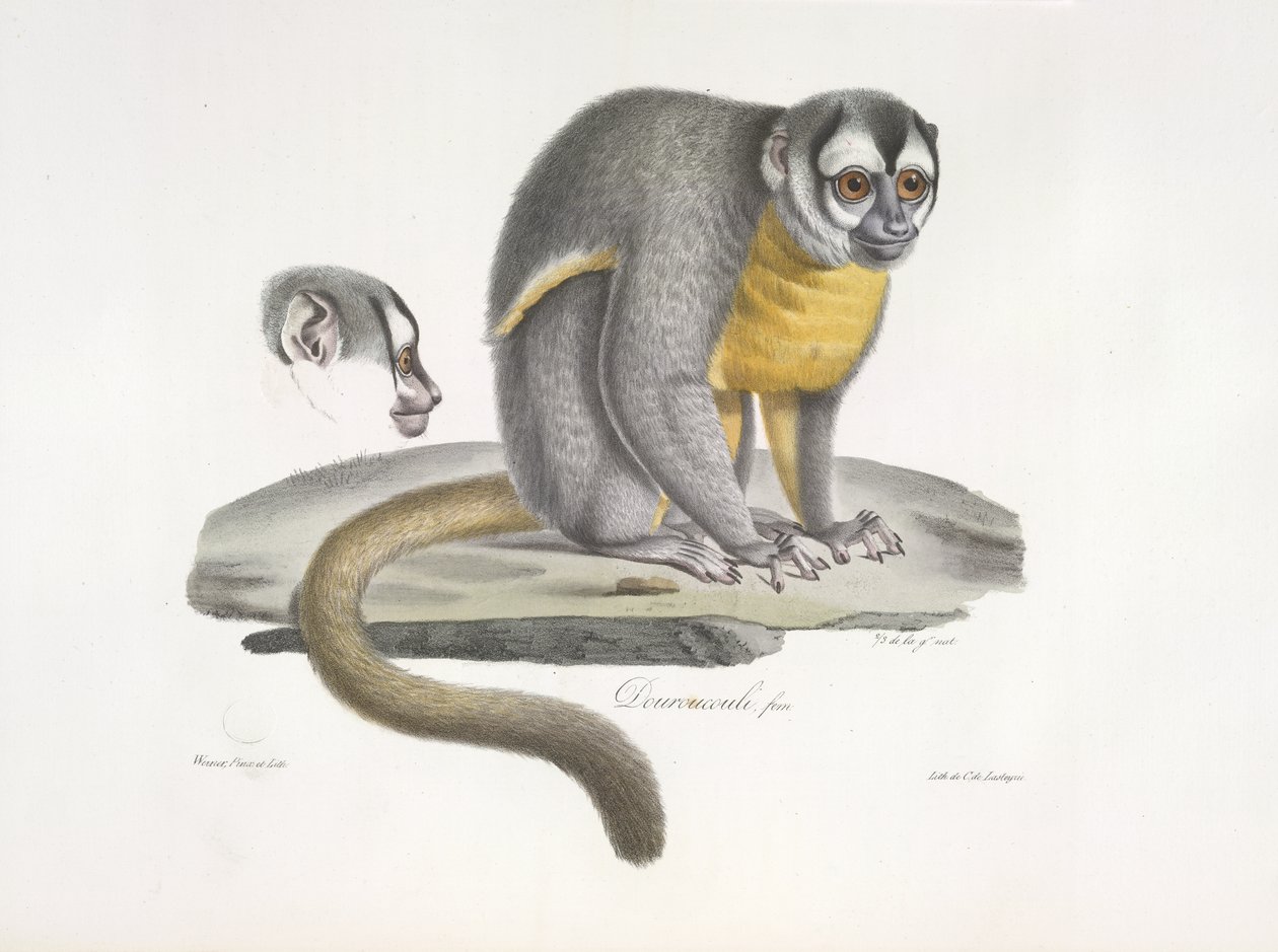 Douroucouli o scimmia notturna - Aotus trivirgatus, da Histoire Naturelle des Mammifères da French School