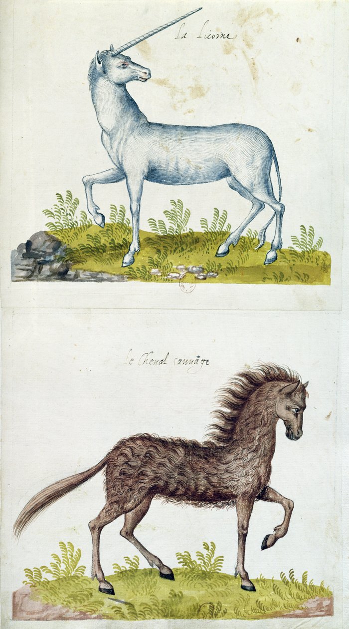 Disegni di un unicorno e di un cavallo selvatico da French School