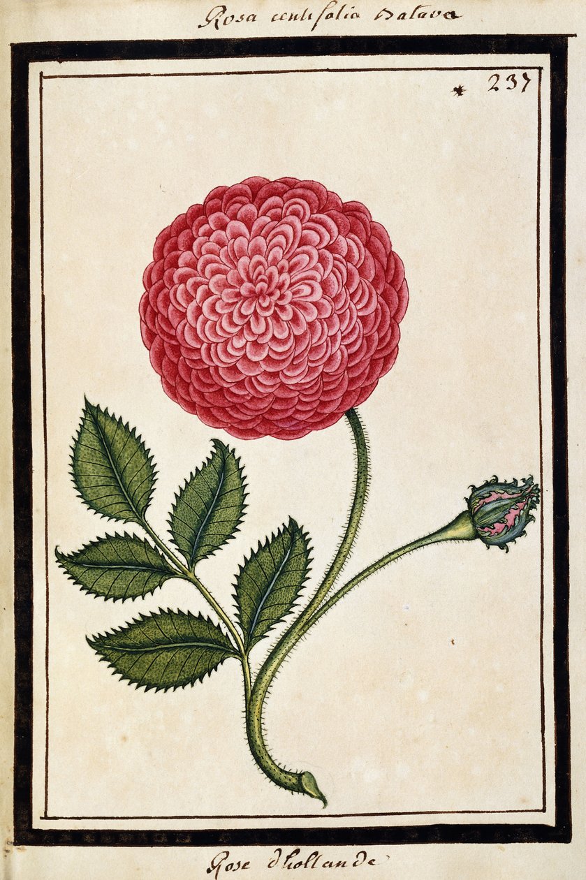 Rosa Olandese, c.1700 da French School
