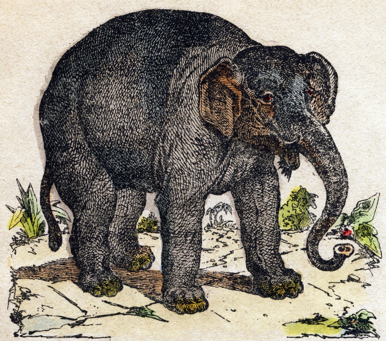 Elefante. Incisione in "Alfabeto degli animali selvatici". 9a Serie. Immagini di Epinal, Pellerin, stampatore-editore, circa 1870. Incisioni su legno, stencil. 16 pagine. Dim: 20 x 15 cm. Collezione Privata da French School