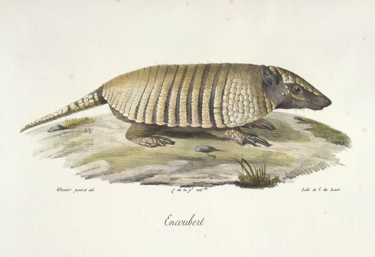 Encoubert, Armadillo, da 