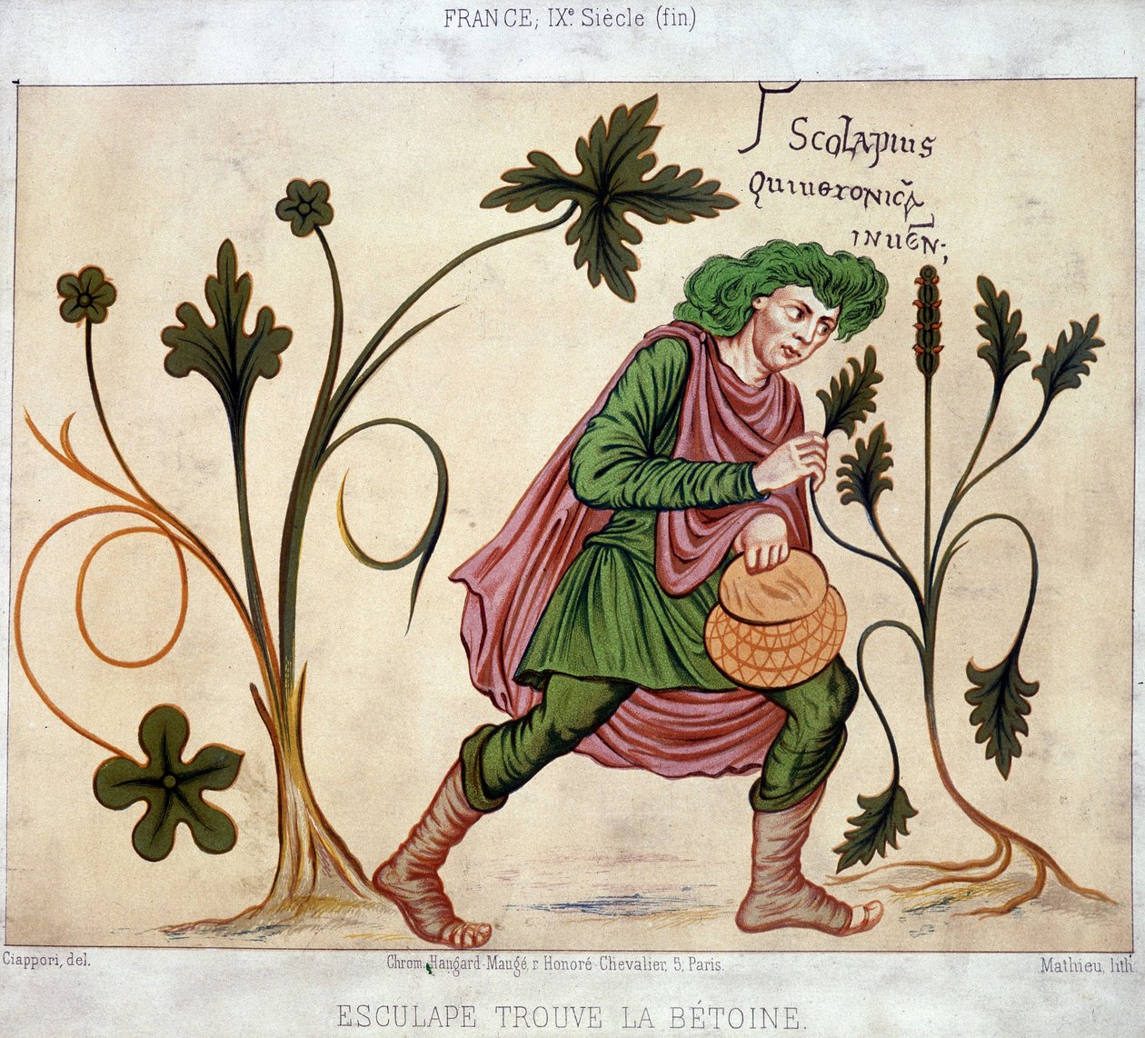 Esculapio trova il betoneum (pianta medicinale) da French School