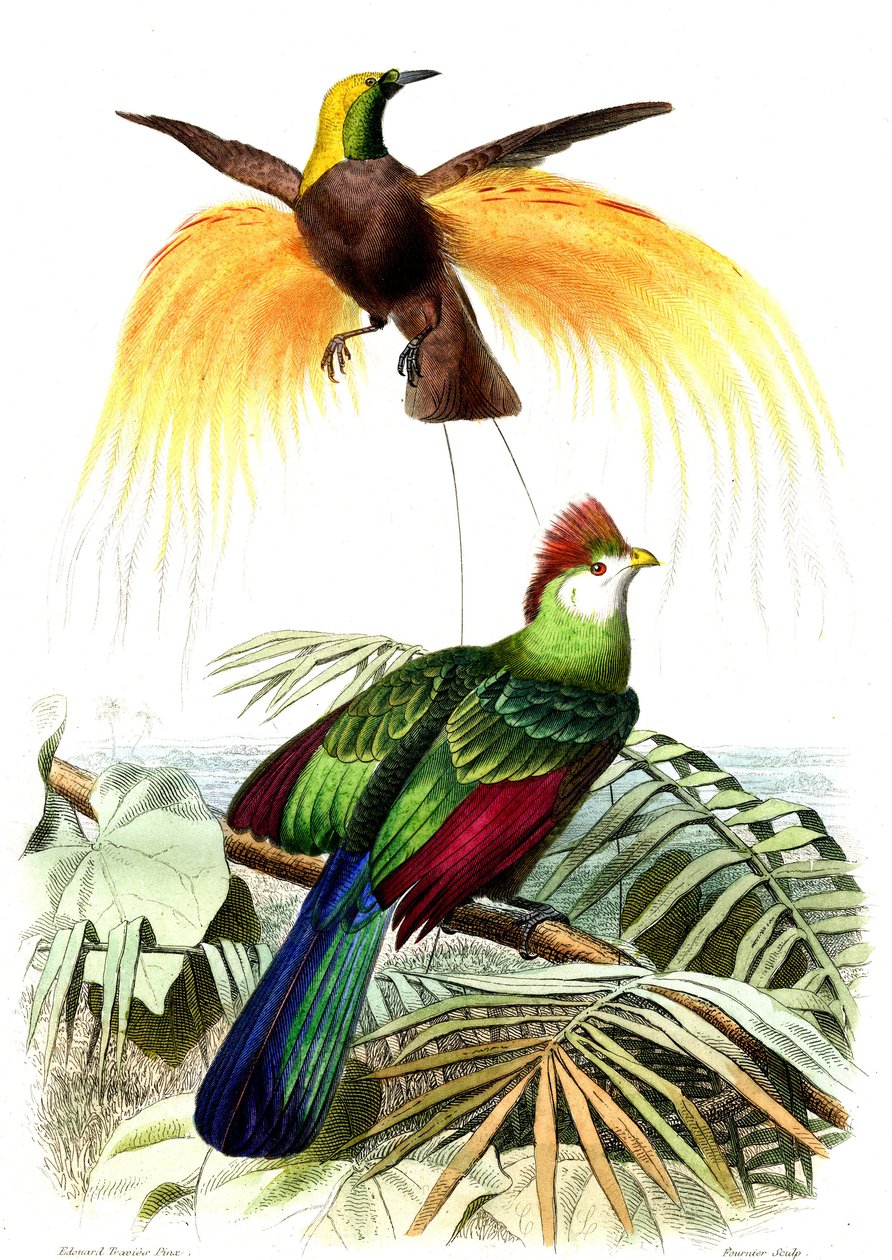 Uccelli esotici: il piccolo paradiso smeraldo e il Touraco Pauline da French School