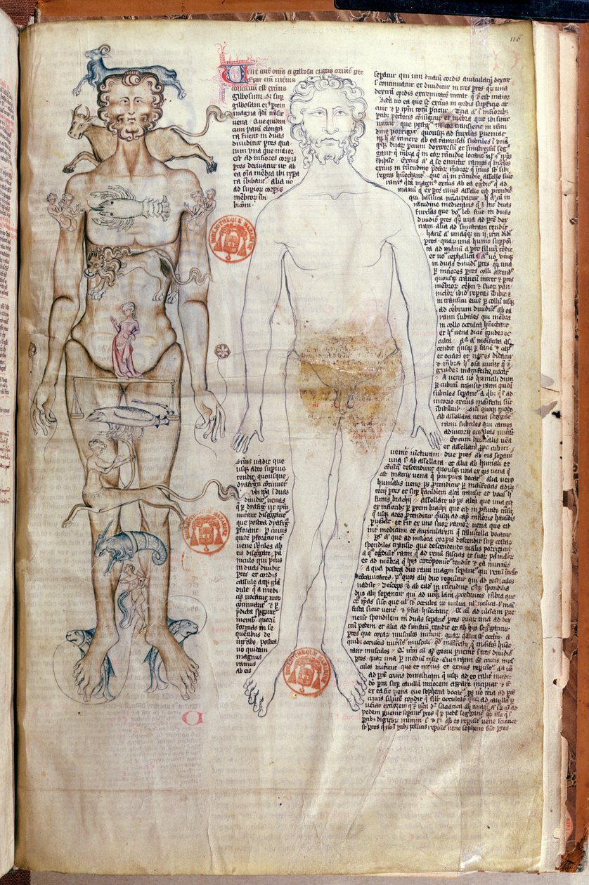 La relazione tra il corpo umano e i segni dello zodiaco, da un trattato medico di Abul Qasim Khalaf ibn al-Abbas al-Zahrawi (Abulcasis) (936-1013) tradotto da Gerard de Cremone da French School