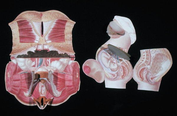 Figura anatomica femminile, da 