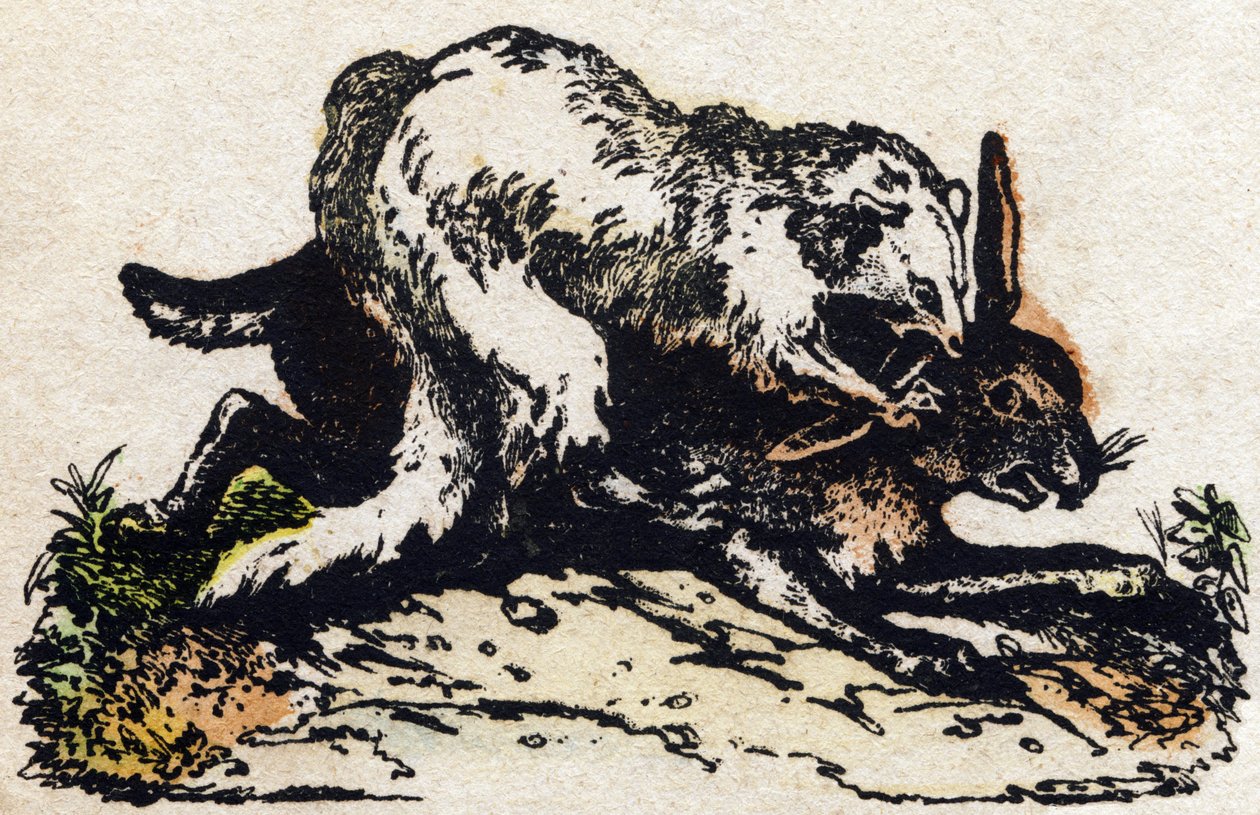 Furetto. Incisione in "Alfabeto degli animali selvatici". 9a Serie. Imagerie d