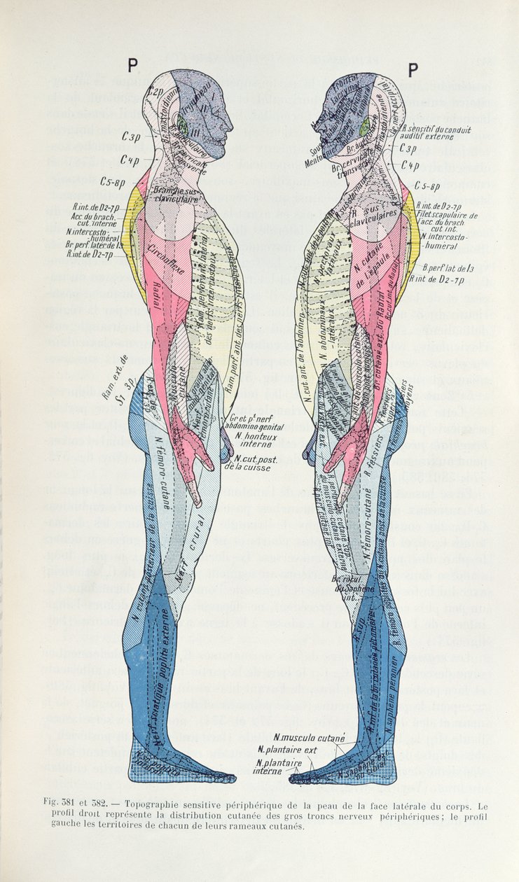 Fig. 381 & 382 Il sistema nervoso, da Semiologie des Affections du System Nerveux di J. Dejerine, 1914 da French School