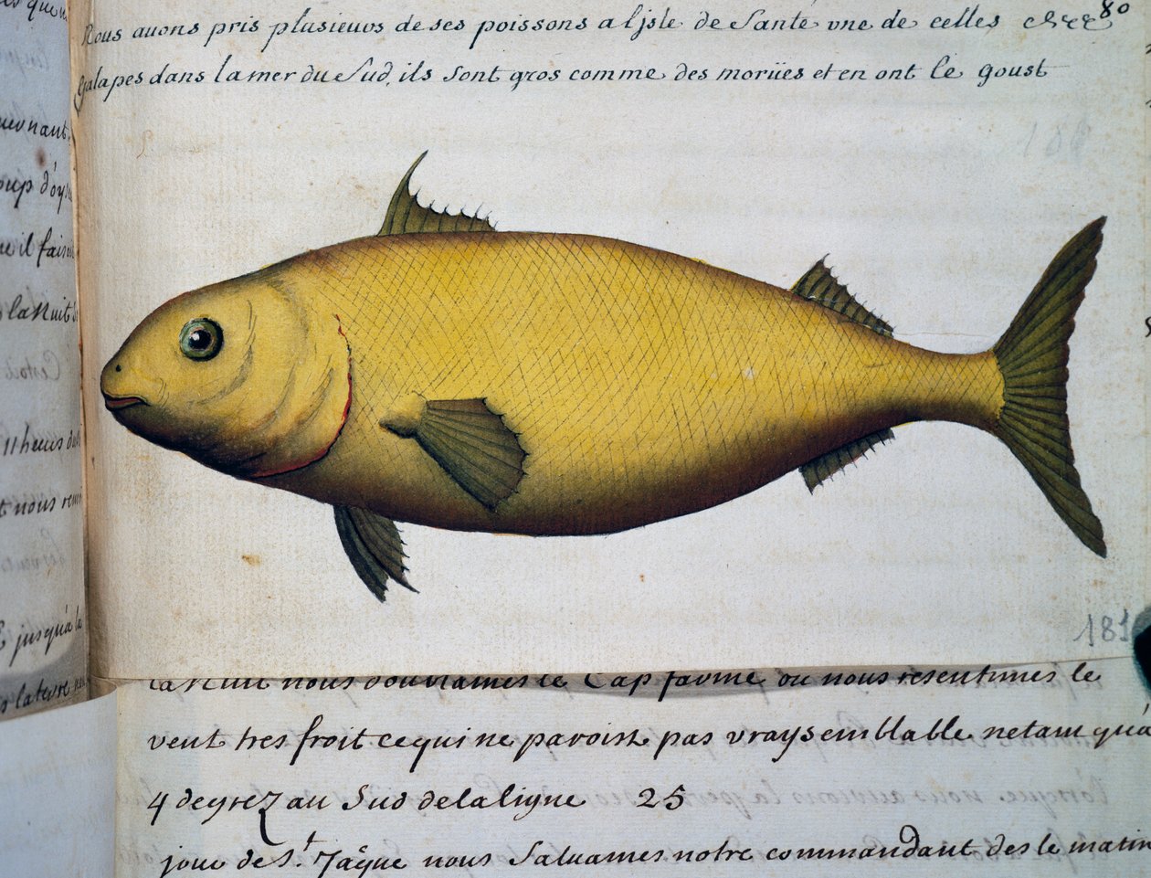Pesce grande come merluzzo, Isola De La Sante, acquerello dal diario di bordo di Jacques Gouin de Beauchesne, capitano della Compagnie royale de la Mer du Sud, dal 1698 al 1701 da French School