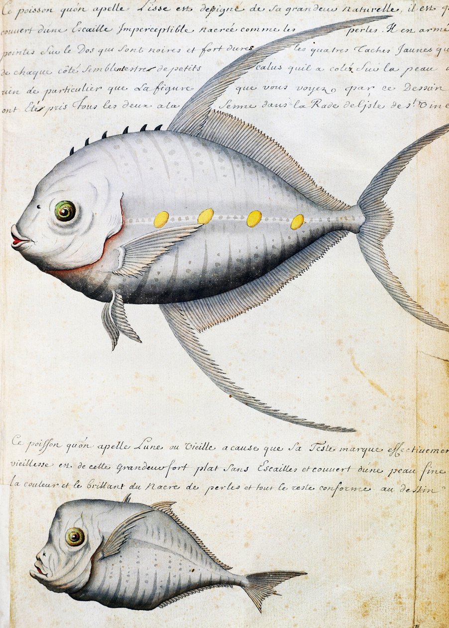 Pesce chiamato Lisse e Pesce luna, isola di Sao Vicente, Capo Verde, acquerello dal diario di bordo di Jacques Gouin de Beauchesne, capitano della Compagnie royale de la Mer du Sud, dal 1698 al 1701, Francia da French School
