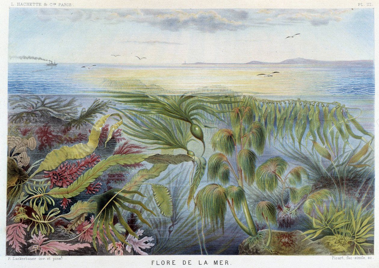 Flora del mare - in "Le Monde de la Mer" di Alfred Fredol. ed. Parigi, Hachette da French School