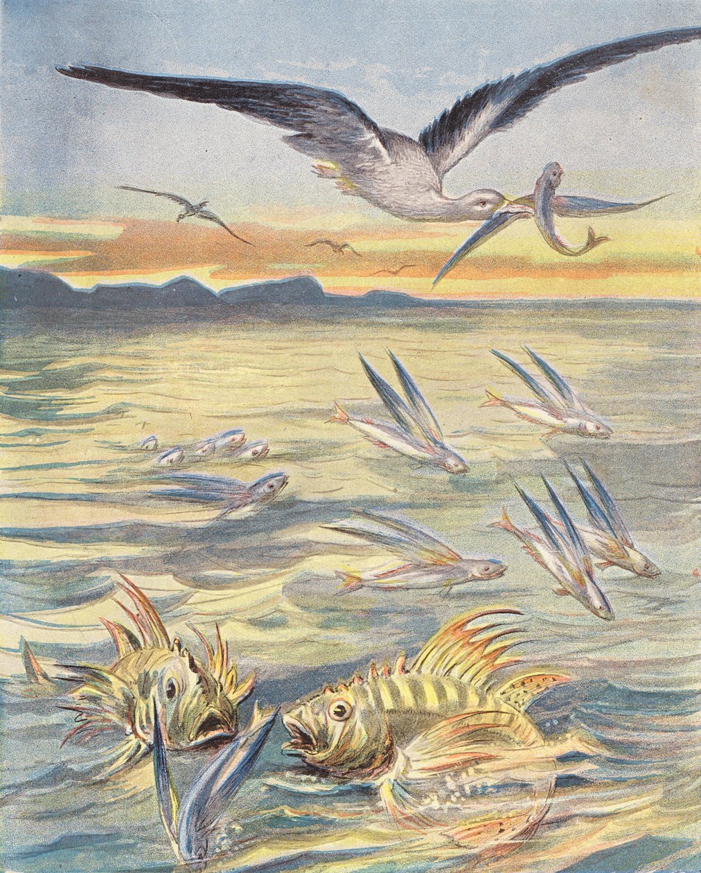 Pesce volante (litografia a colori) da French School