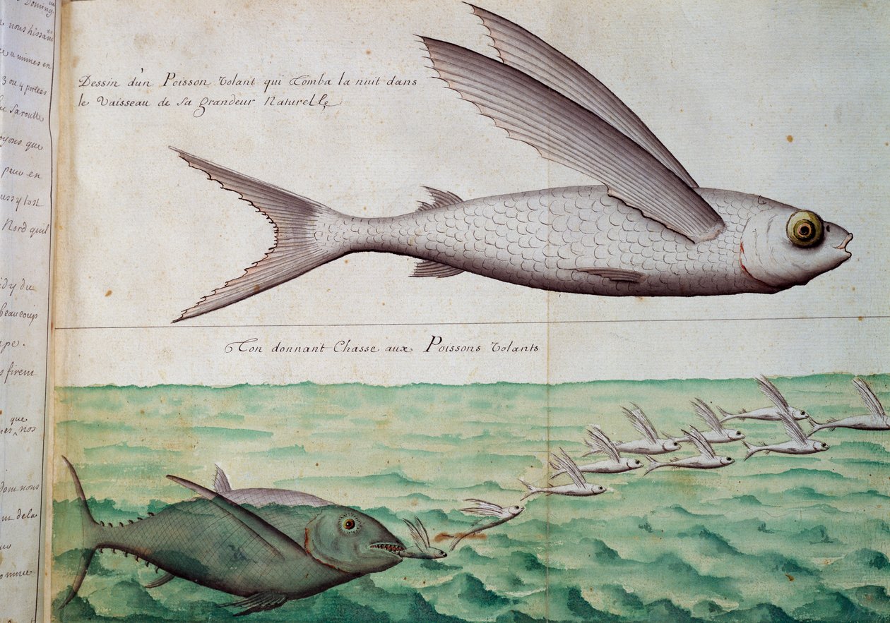 Pesce volante e tonno che inseguono pesce volante, Tropico del Cancro, acquerello dal diario di bordo di Jacques Gouin de Beauchesne, capitano della Compagnie royale de la Mer du Sud, dal 1698 al 1701, Francia da French School